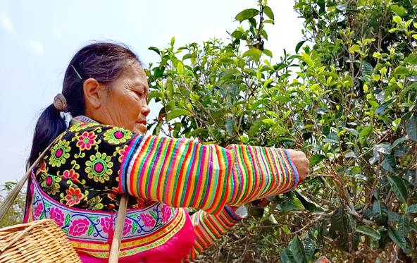 有关于云南镇康南伞镇春茶大量上市 带动茶农增收致富的最新资讯(1)