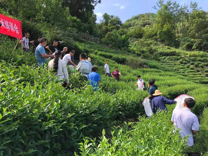 关于紫阳县狠抓夏季茶园管理，强化组织生产延链促增收的新闻(2)