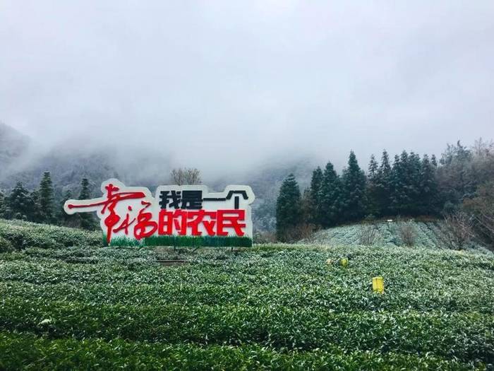 有关于黔茶喜获大丰收,一张张笑脸就是幸福生活的味道!的热门信息(14)