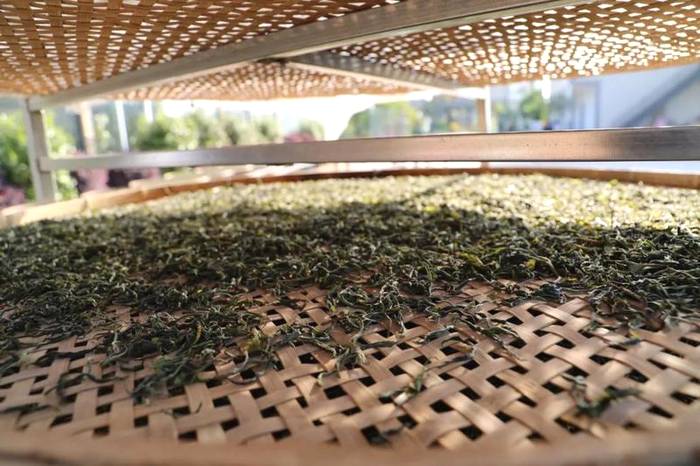 关于2021普洱五棵桩古茶园举行祭茶祖暨春茶开采仪式的信息(21)