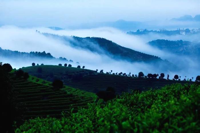 关于从兴起到繁荣，一片桂茶，藏着多少秘密？的最新消息