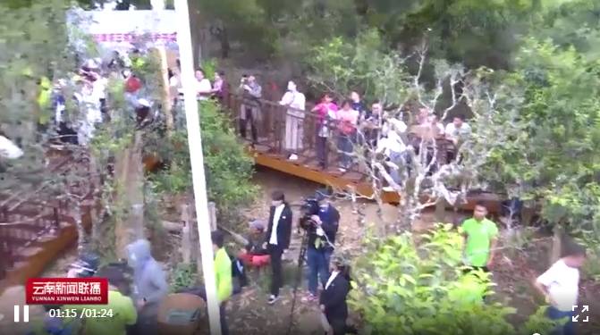 有关于2021年老班章古茶树春茶茶后开采 在保护中开发的热门新闻(5)