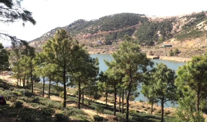 有关于日照春茶开采！今年产量怎样？啥时候上市？的信息(8)