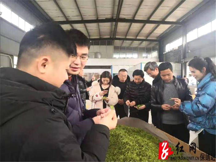 有关于湖南：长沙县科技专家服务团来保靖考察保靖黄金茶产业的热门资讯(1)