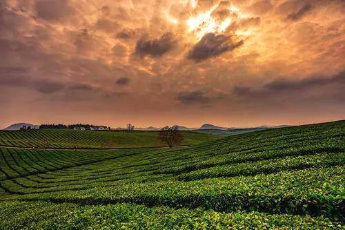 有关于从卖茶叶到卖风景：贵安新区开启“茶旅结合”转型路的热门资讯(1)