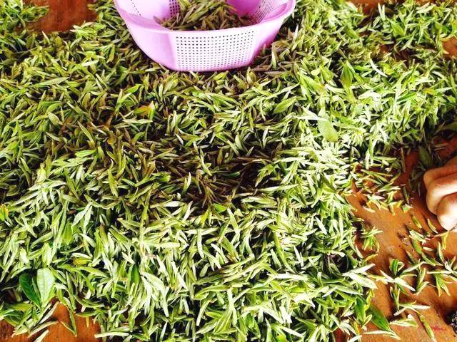 关于政和白茶开采 中国味道 生态茶园 健康好茶的热门信息(5)