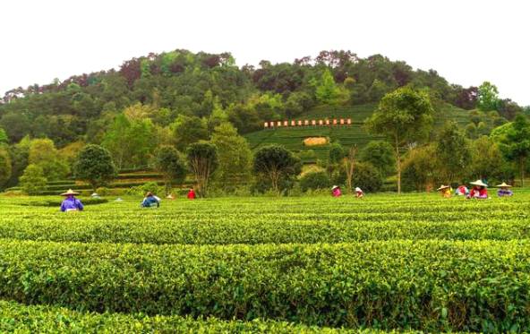 有关于昭平县24.2万亩茶园正式进入早春茶开采丰产期的最新信息(2)