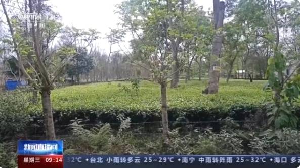 有关于阿萨姆邦茶叶种植区:1月到5月茶叶减产至少6000万公斤的热门资讯(2)