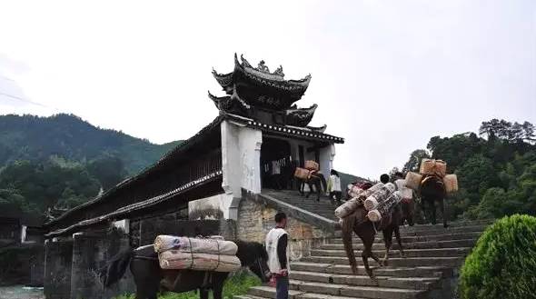 关于泉州申遗用了20年，“万里茶道”申遗之路还要走多久？的最新信息(11)