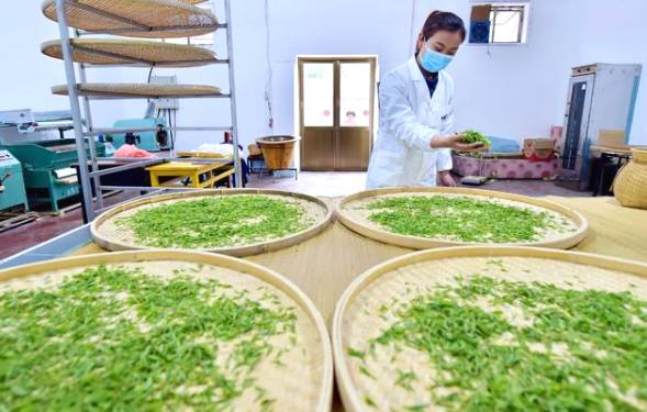 关于石家庄太行山茶叶陆续开采 茶叶种植成增收致富支柱产业的热门新闻