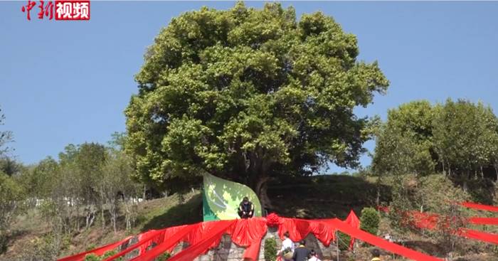 关于云南凤庆3200多岁古茶树迎来2021春茶头采的热门信息(1)