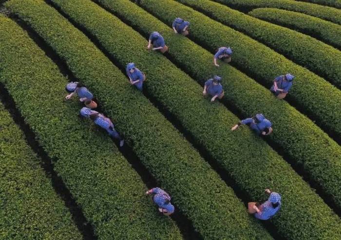 有关于日加工40000斤鲜叶只需5个人?探秘武义有机茶里的“黑科技”的信息(4)