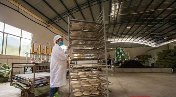 有关于一“叶”致富——“桑植白茶”地标助力乡村振兴纪实的热门新闻(3)