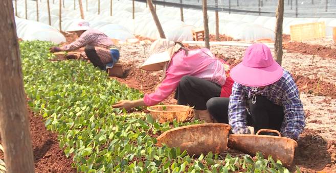 关于广南900余万株油茶苗可出圃移栽上山 的消息(2)