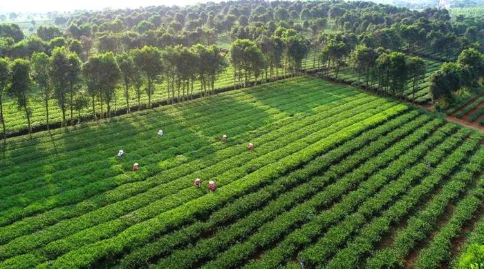 关于3月26日，2021第三届中国·英德红茶头采节，即将启幕！的最新资讯(6)