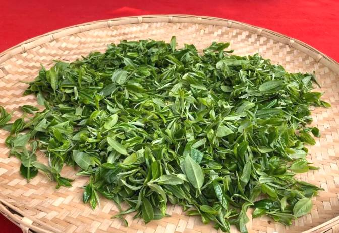 关于墨江米地贡茶春茶头采,933克鲜叶拍出23万元!的最新消息(9)