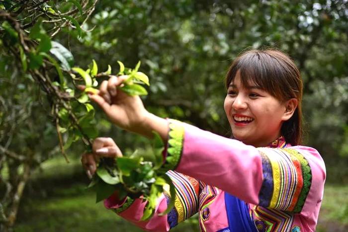 有关于勐海贺开：遇见最美茶园，230余万株古茶树备受“呵护”的最新资讯(4)