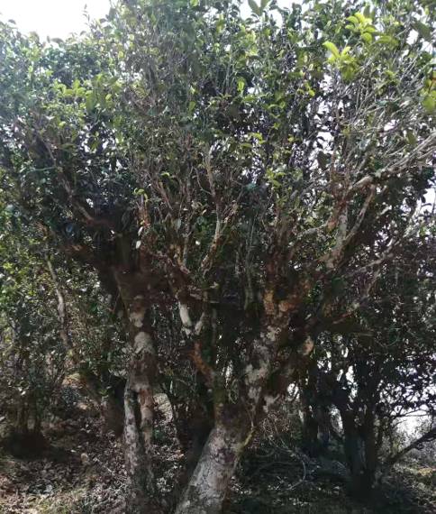 有关于千家寨爷号茶业舞好“龙头”带动“一县一业”规划发展的资讯(3)