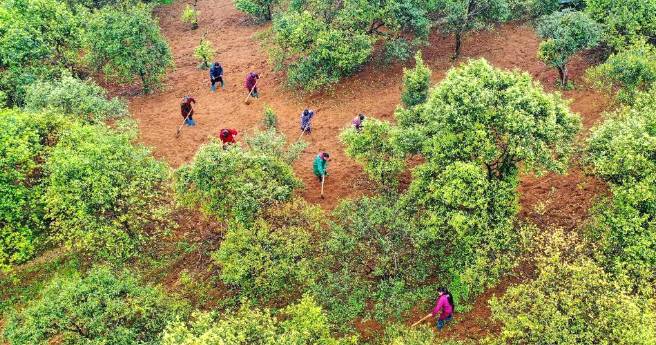 关于贵州玉屏朱家场镇:油茶产业生态化助农增收的消息