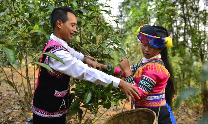有关于春茶,一场春天里的盛事 勐海县80余万亩春茶陆续开采啦!的消息(2)