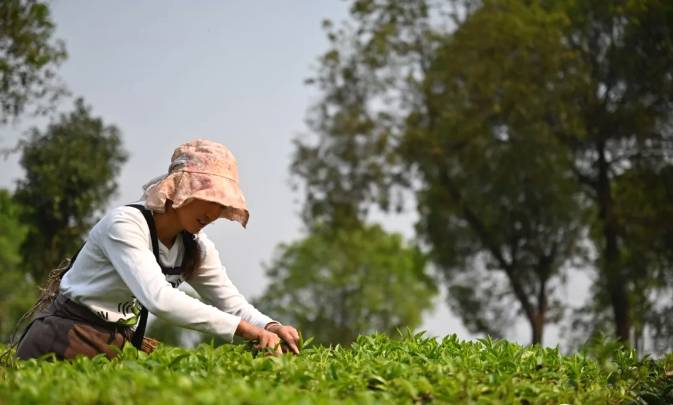 关于三月春光好采茶 宁洱20余万亩现代生态茶园进入采摘期的最新信息(10)