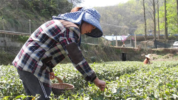 有关于湖北南漳：茶山变金山 茶园变景区 乡村振兴前景美的资讯(2)