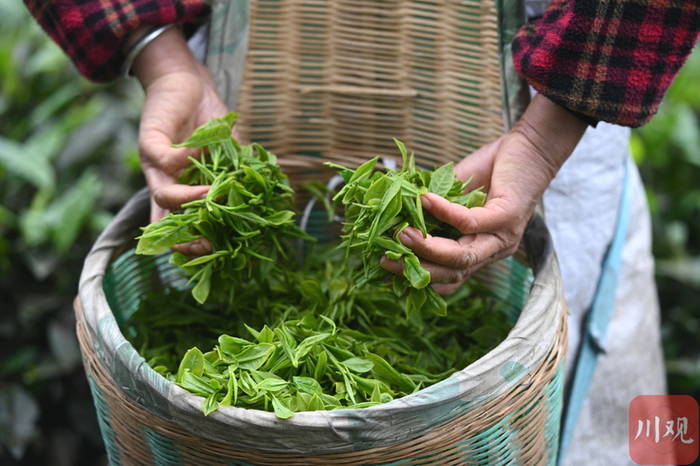 关于那个采茶的“茶园李子柒”让记者放下相机去帮忙!的最新资讯(6)