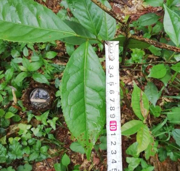 关于新化古茶树：金凤竹林大叶50厘米母树再现的热门资讯(6)