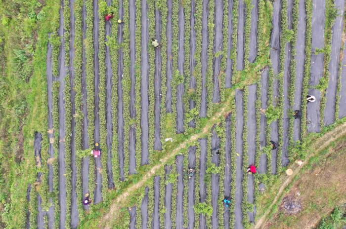 关于余庆县多地茶园抢抓晴好天气  忙着采摘最后一波明前茶的消息