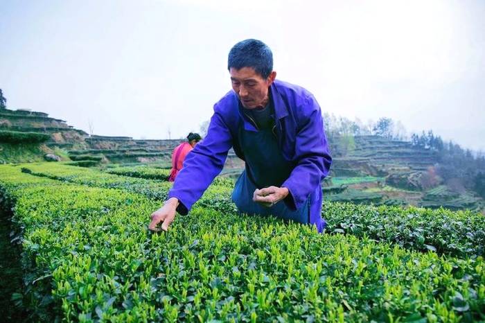 关于56000次采摘方得1斤!火出国门的三峡毛尖,天然清香!的最新资讯(11)