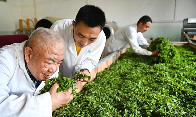 有关于陕南茶业：绿染秦巴山川 成就“金山银山”的信息(1)