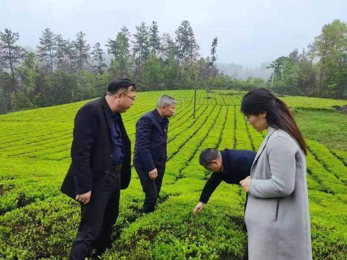 关于湖南省茶业协会战略专家组一行调研石门县茶叶产业的信息(4)