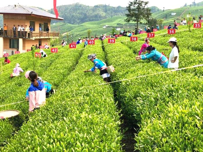 有关于速度与技艺的比拼!2021年贵州省春季采茶技能竞赛“金手指”出炉!的热门新闻