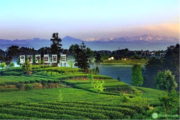 有关于2021中国茶叶区域公用品牌价值评估发布，蒙顶山茶40.99亿元的消息