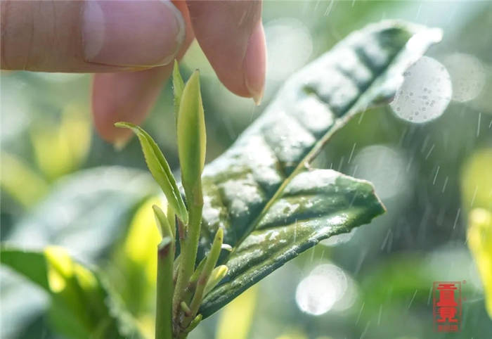 有关于“数字龙井”显威 今年买西湖龙井别忘了扫码的热门消息