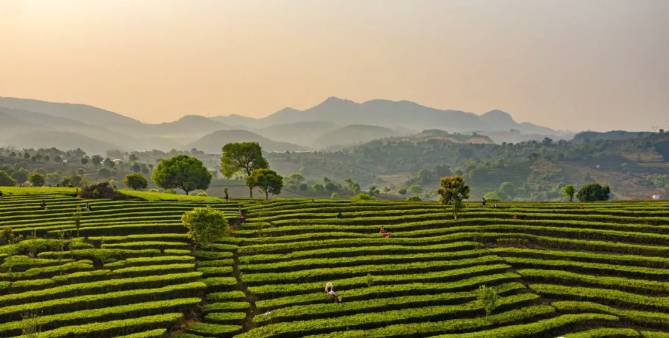 关于三月春光好采茶 宁洱20余万亩现代生态茶园进入采摘期的最新信息(21)