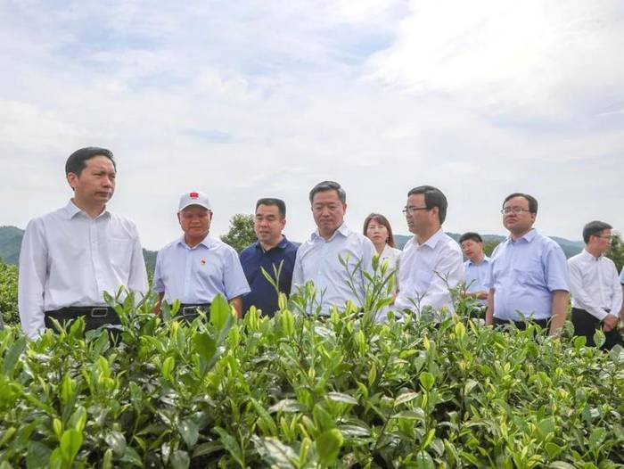 关于“国际茶日”分会场活动在安康平利举办,省长赵一德出席并致辞!的最新资讯(1)