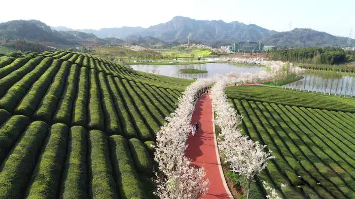 有关于最是一年春好处,浙江武义茶农忙采“清明茶”的资讯(5)