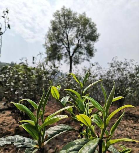 有关于冰岛古树春茶暂未大面积开采，毛茶价格约37000-38000元/公斤的资讯(4)