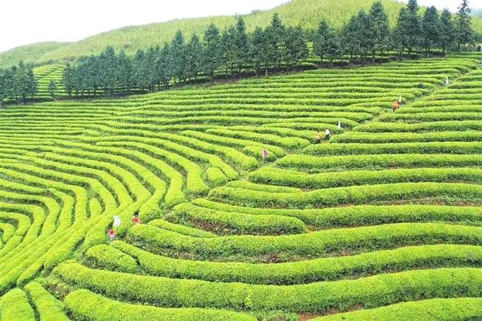 有关于播撒绿色希望 放飞有机梦想 武义现代农业生机盎然的信息(2)