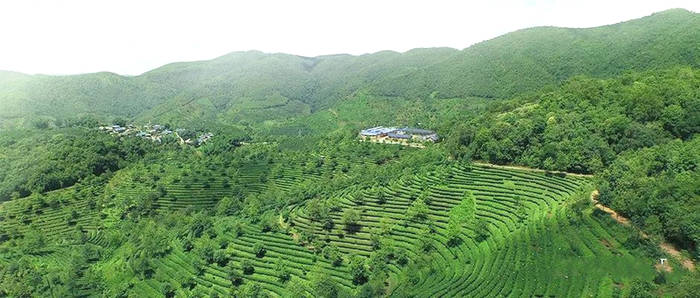 关于小茶园 大精品——“娜允红珍”香溢四方的消息(1)