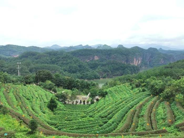 关于“4+1”茶产业发展战略合作，泰宁县这场群英研讨会，剑指茶产业和茶旅融合发展的信息(1)