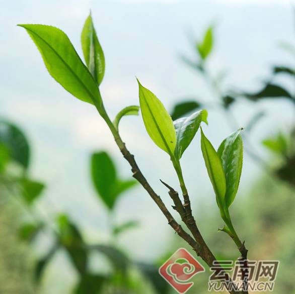 有关于文山西畴“白毛茶王”开采 揭开了坪寨古茶山春茶开采的序幕的最新消息(2)