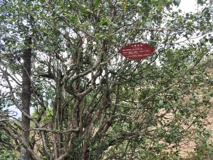 有关于中国首家茶树演化自然博物馆在临沧白莺山挂牌的新闻(5)