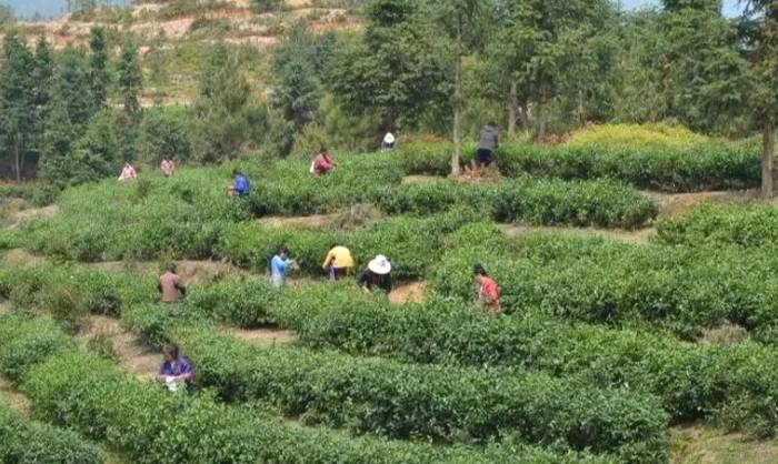 有关于宁都县小布金叶茶叶专业合作社入选国家农民合作社示范社的热门新闻