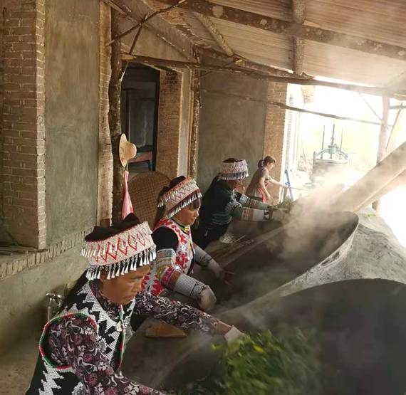 关于云南元阳：加快推进茶叶转型升级 茶叶飘香获丰收的热门消息