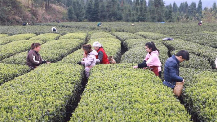 关于贵州黎平雷洞乡：大力发展茶产业 茶农增收喜开颜的热门消息