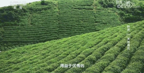 关于贵茶集团登陆央视财经频道，你发现了吗？的热门新闻(1)