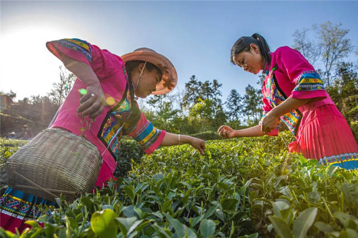 关于湖北恩施：茶企入驻！落都村茶叶终于有了销路的最新消息(1)