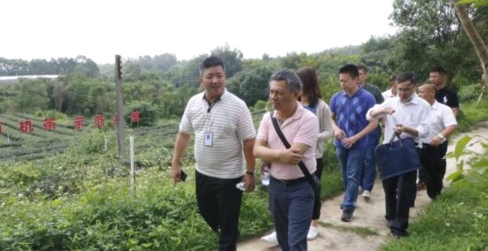 有关于湛江首单茶叶保险签出,茶农获60万风险保障的信息(1)